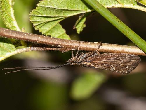 Phryganea sp.